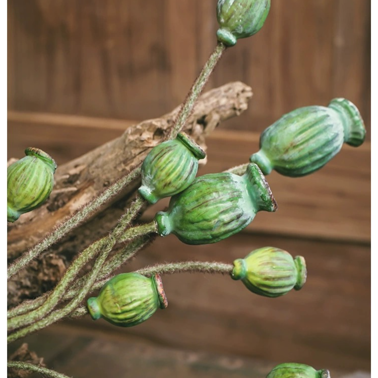 Green Poppy Fruit Stem 30.7" Tall 3-Stem Bundle