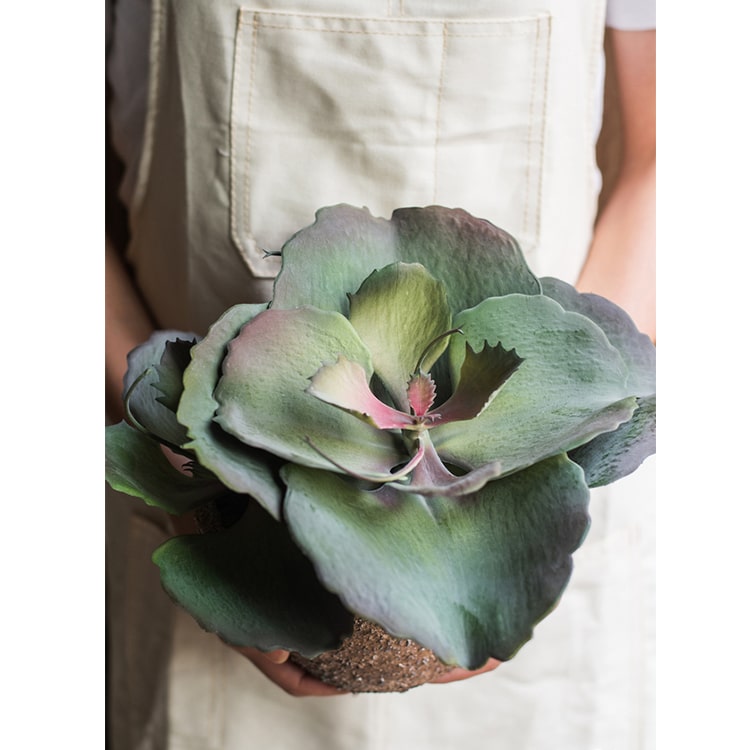 Artificial Real Touch Succulent Gigantea In Pot Faux