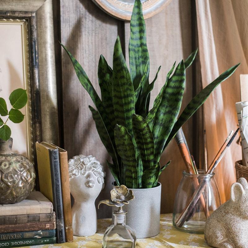 The Perfect Potted Plant for Each Room in Your House