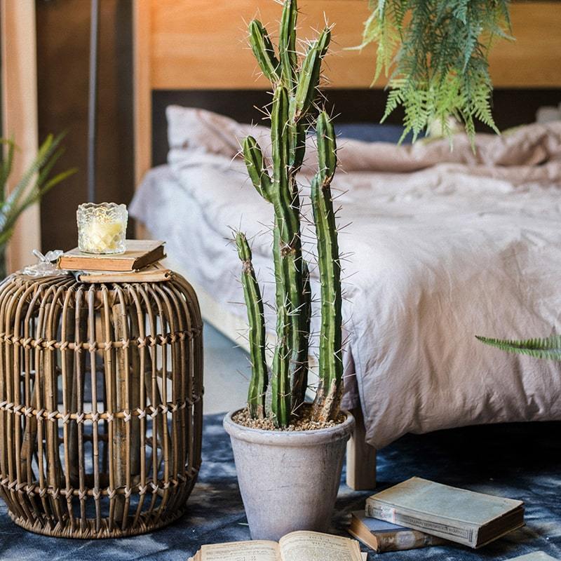 Perks of Decorating Your Home with Potted Plants - RusticReach