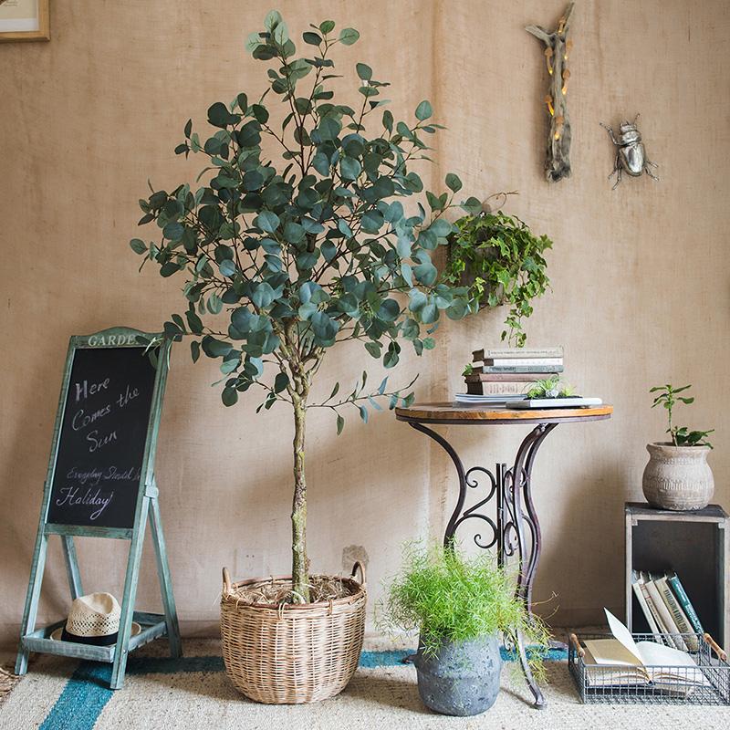 5 Ways to Incorporate Eucalyptus into Your Home This Summer