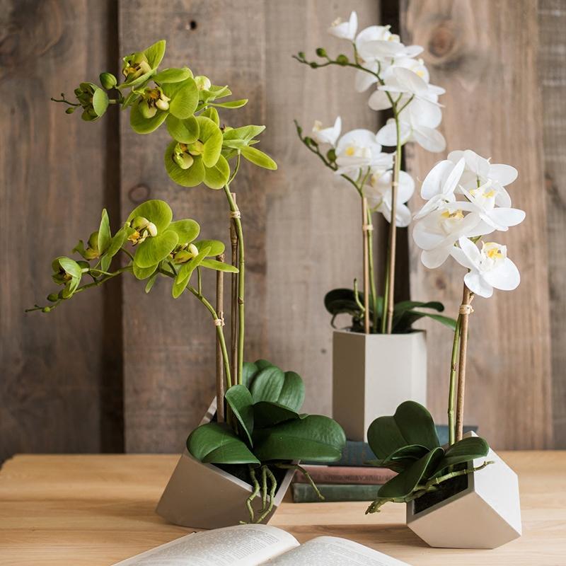 5 Ways to Bring Love and Strength into Your Home with Orchids