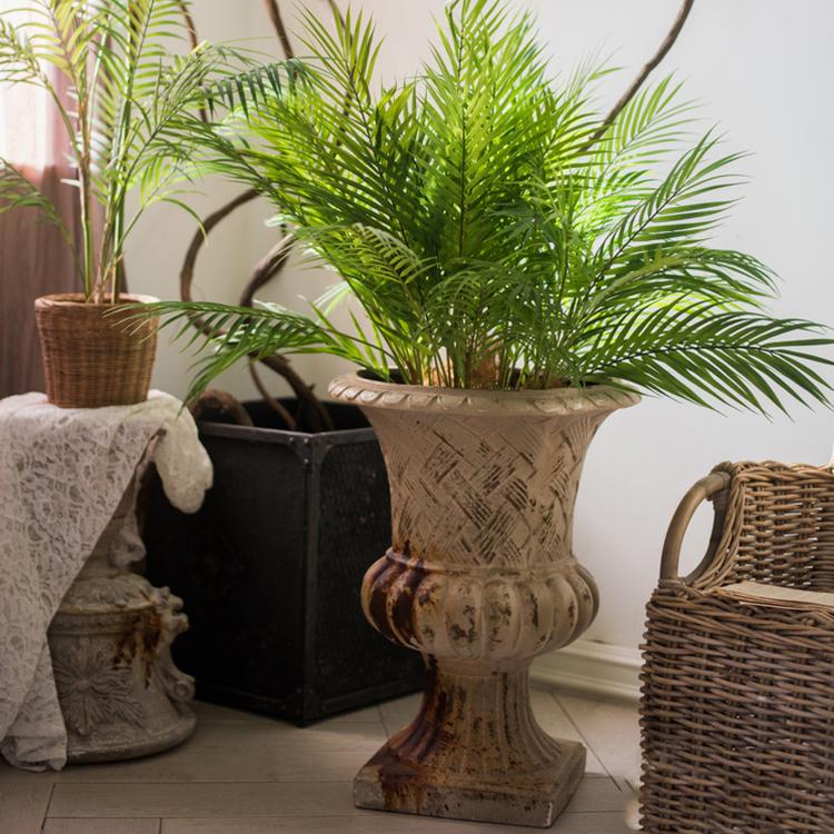 5 Plants to Turn Your Home into a Tropical Getaway