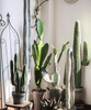 Artificial Cactus in Pot Various Styles - RusticReach