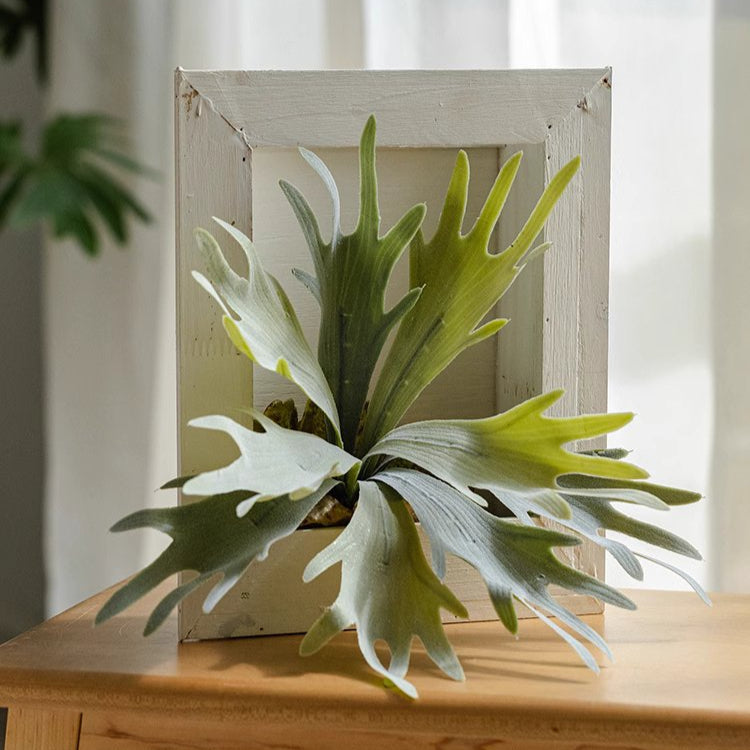 Artificial Antler Fern with Wooden Frame