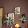 Artificial Antler Fern with Wooden Frame - RusticReach