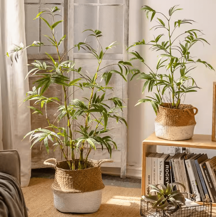 catnip plant and cats Nepeta Catnip Seeds main image 1