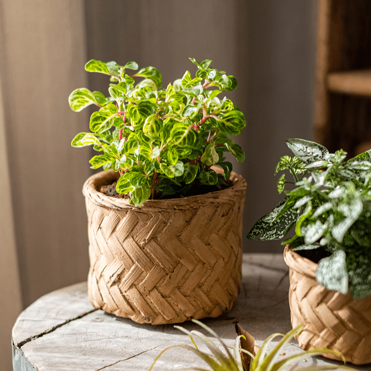 Bamboo Looking Cement Planter - RusticReach