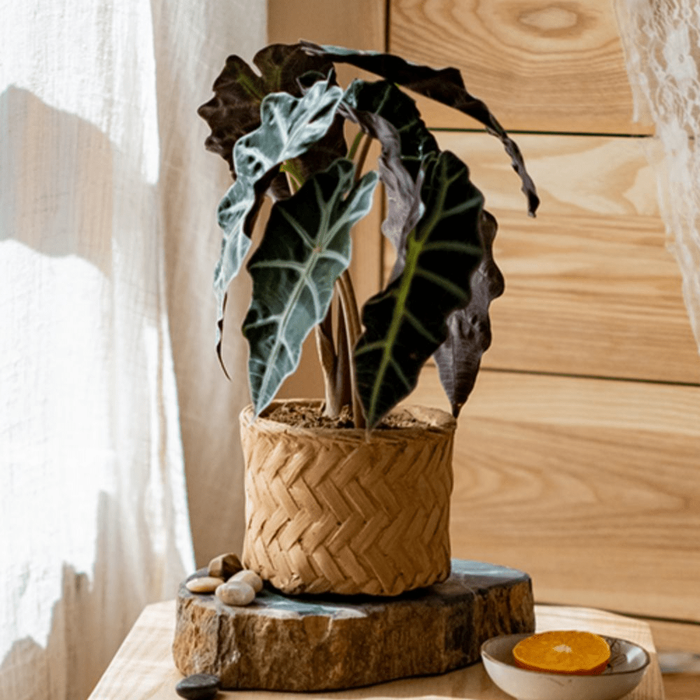 Bamboo Looking Cement Planter - RusticReach