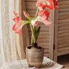 Bohemian Red Clay Planter - RusticReach