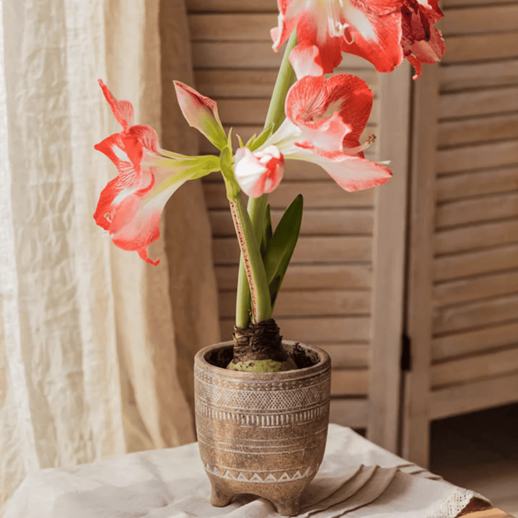 Bohemian Red Clay Planter - RusticReach