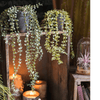 Hanging Faux Ceropegia Vine in Pot - RusticReach