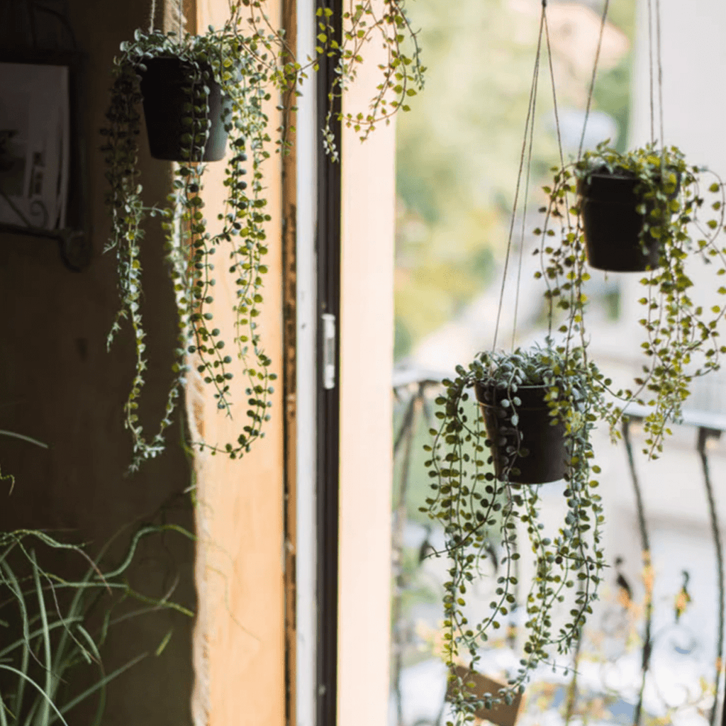 Hanging Faux Ceropegia Vine in Pot - RusticReach