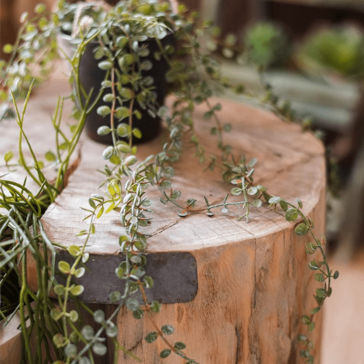 Hanging Faux Ceropegia Vine in Pot - RusticReach