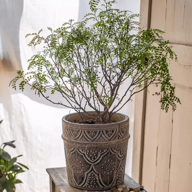 Classic Element Art Planter Clay Flowerpot - RusticReach
