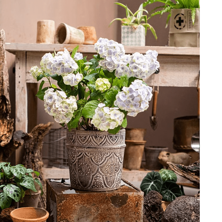Classic Element Art Planter Clay Flowerpot - RusticReach