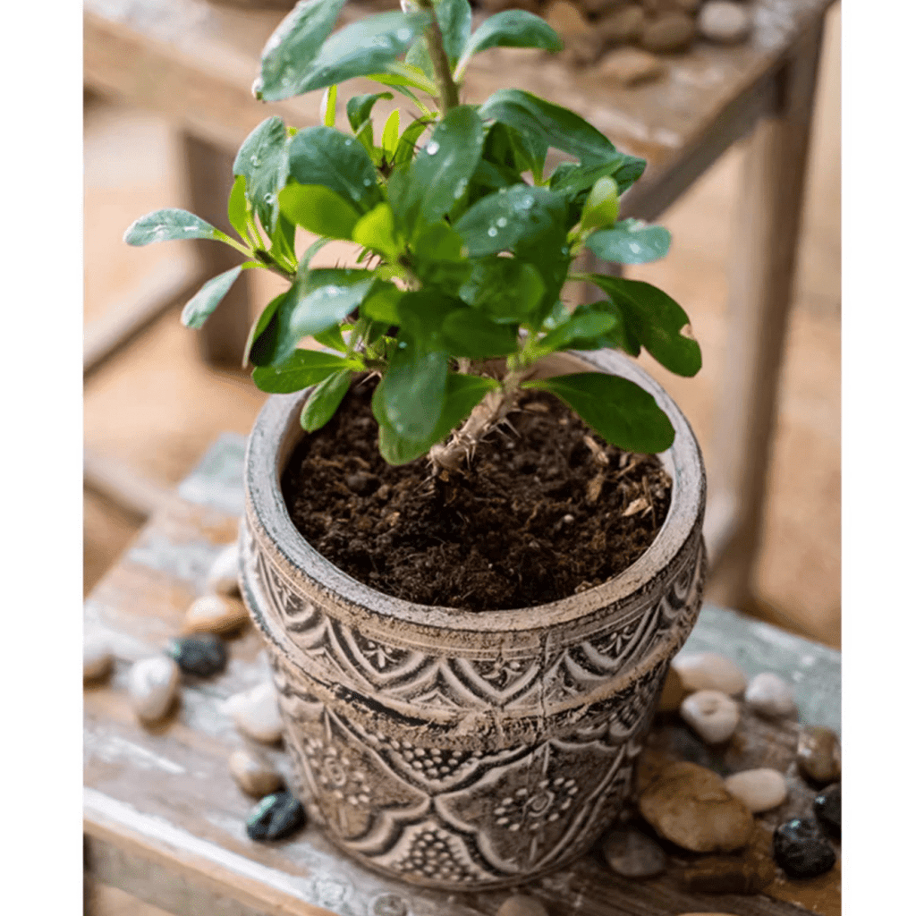 Classic Element Art Planter Clay Flowerpot - RusticReach