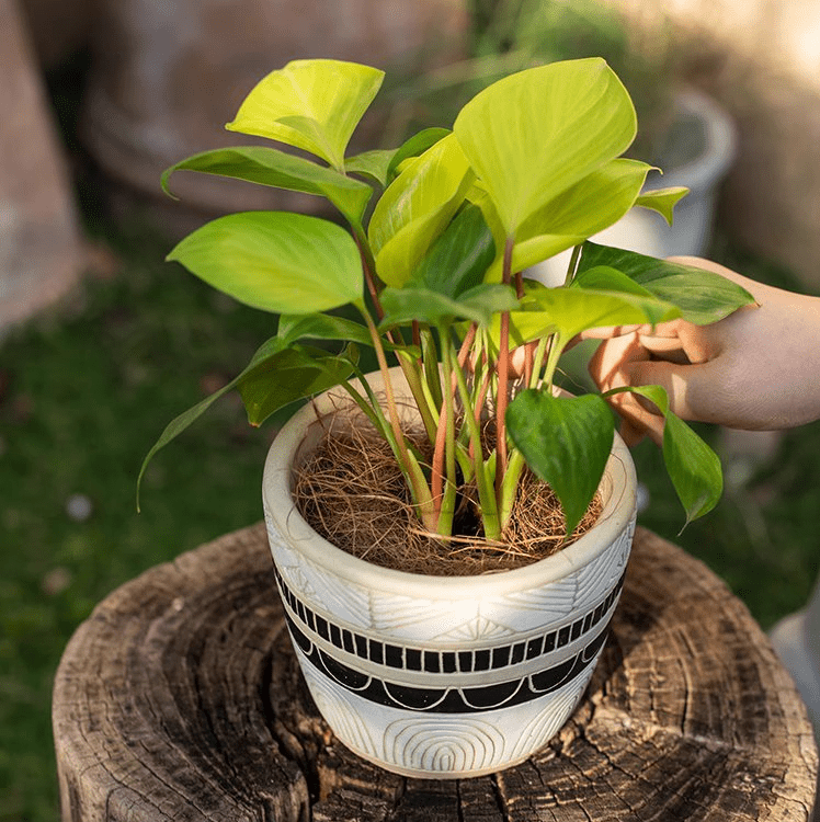 Coconut Fiber Pot Soil Surface Decoration Padding Material Set of 3 - RusticReach