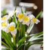 Faux Daffodil in Brown Pot - RusticReach
