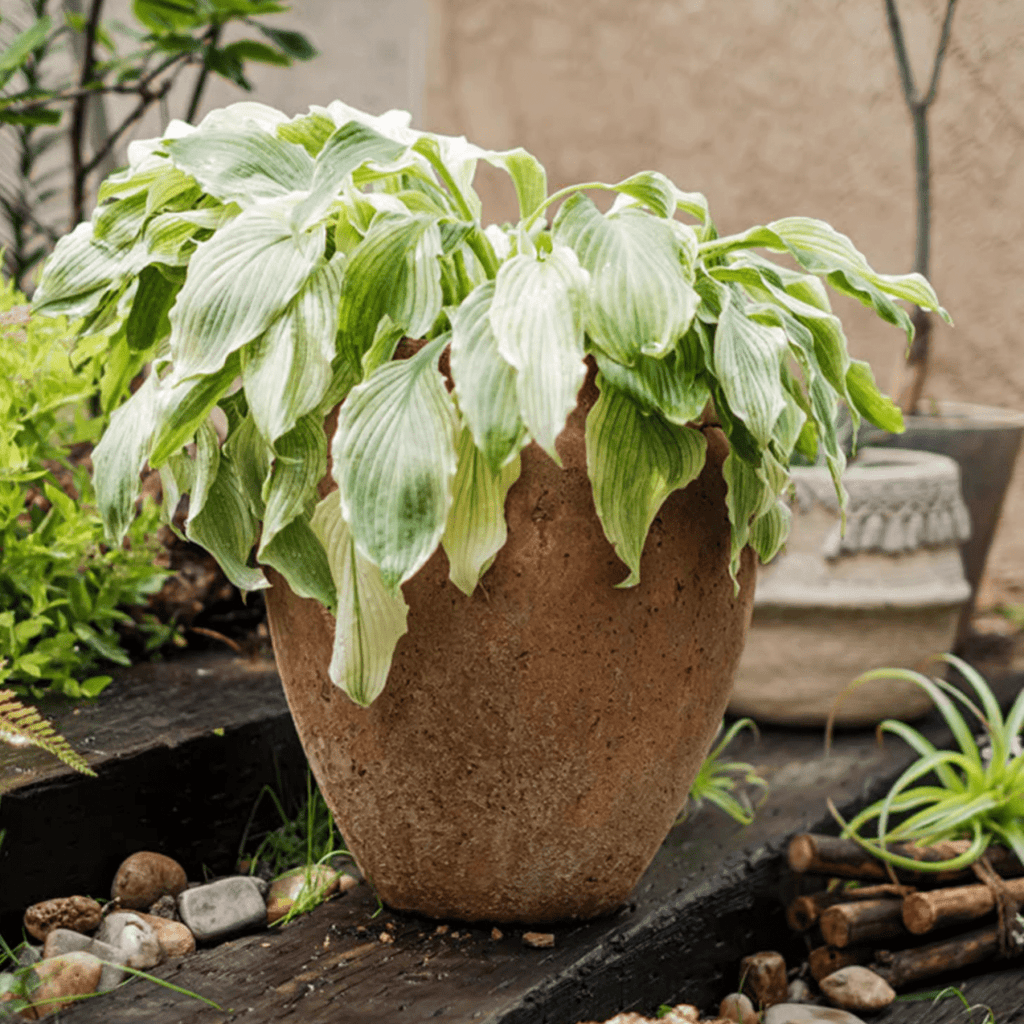 Distressed Cement Plant Pot - RusticReach