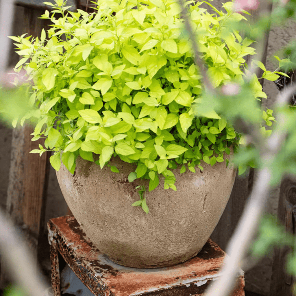 Distressed Cement Plant Pot - RusticReach