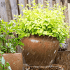 Distressed Cement Plant Pot - RusticReach