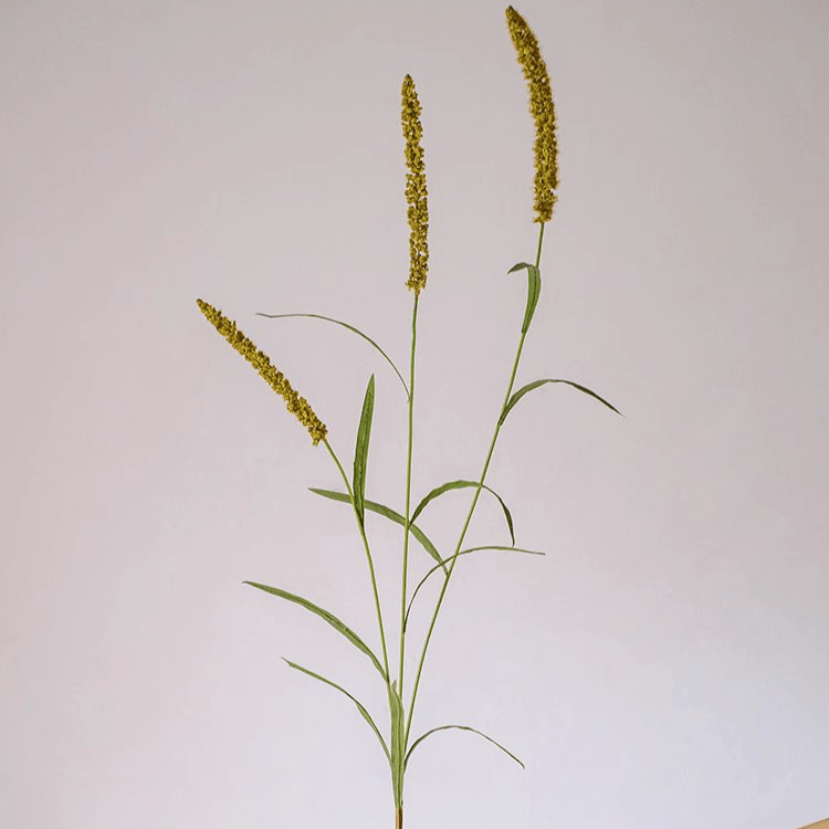 Three - Headed Dogtail Grass Stem 39" Tall - RusticReach