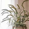 Three - Headed Dogtail Grass Stem 39" Tall - RusticReach