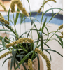 Three - Headed Dogtail Grass Stem 39" Tall - RusticReach