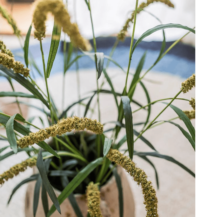 Three - Headed Dogtail Grass Stem 39" Tall - RusticReach