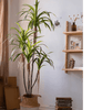 Artificial Dracaena Tree - RusticReach