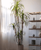 Artificial Dracaena Tree - RusticReach
