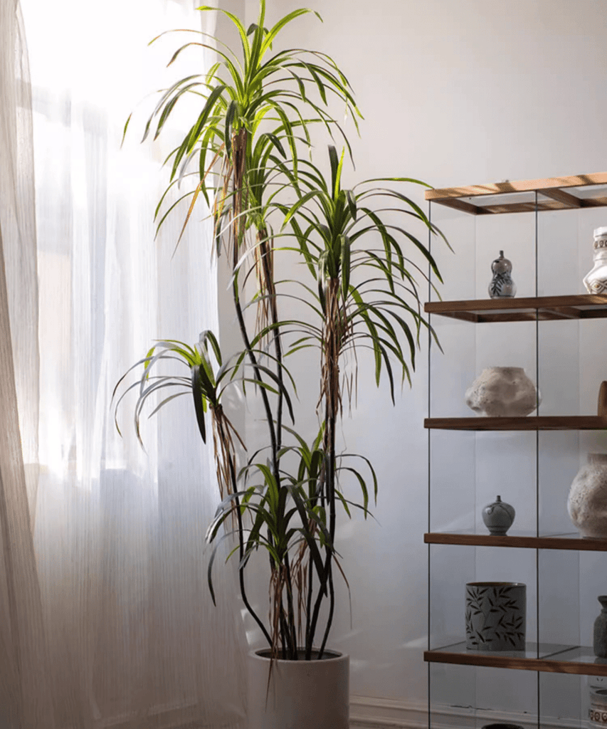 Artificial Dracaena Tree – RusticReach