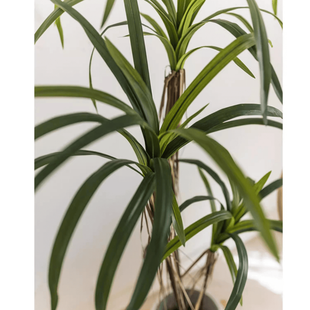 outdoor artificial dracaena tree Artificial Dracaena Tree – RusticReach