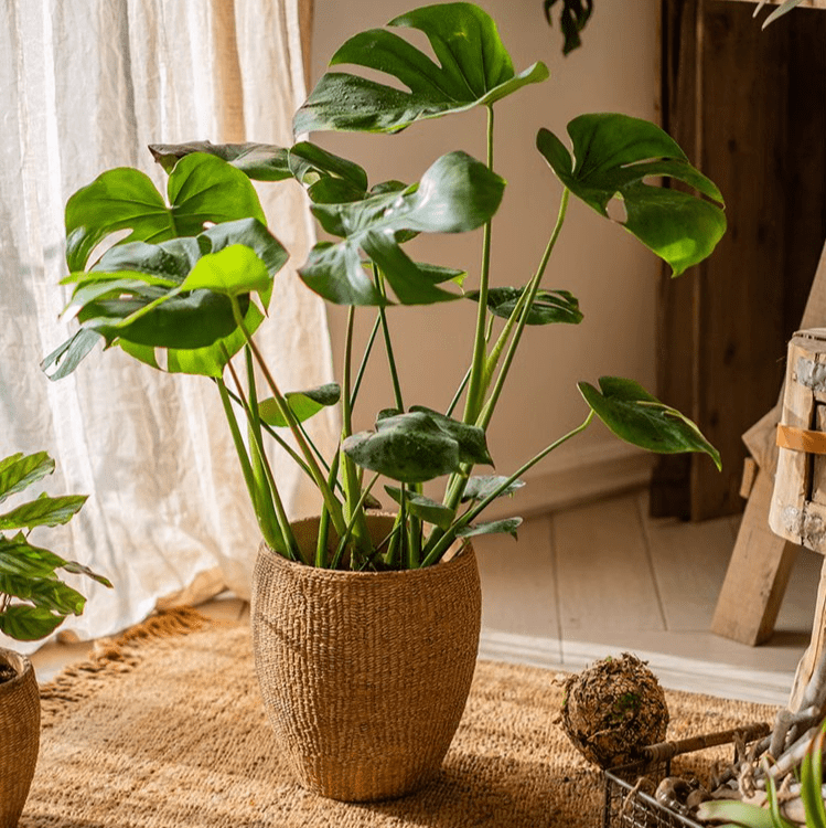 Faux Grass - Woven Cement Planter - RusticReach