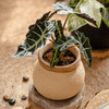 Faux Bamboo Woven Cement Planter - RusticReach