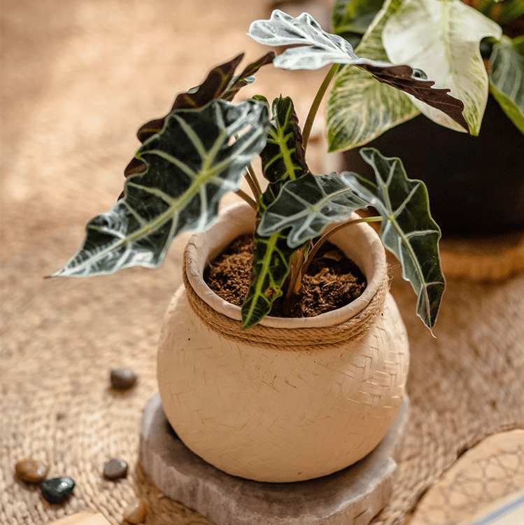 Faux Bamboo Woven Cement Planter - RusticReach