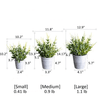 Golden Needle Potted Plant - RusticReach