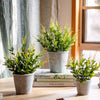 Golden Needle Potted Plant - RusticReach