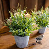 Golden Needle Potted Plant - RusticReach