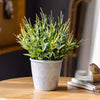 Golden Needle Potted Plant - RusticReach