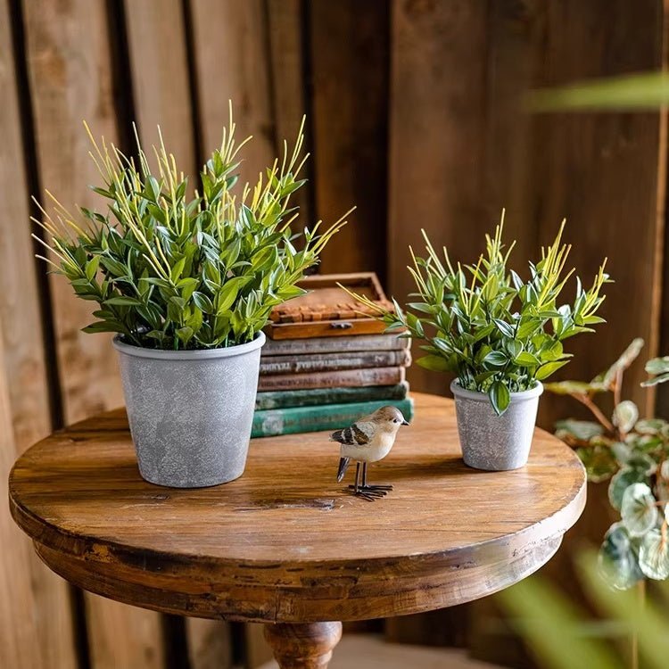 Golden Needle Potted Plant - RusticReach