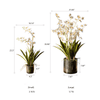 White Hui Lan Orchid in Glass Pot - RusticReach