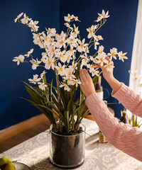 White Hui Lan Orchid in Glass Pot