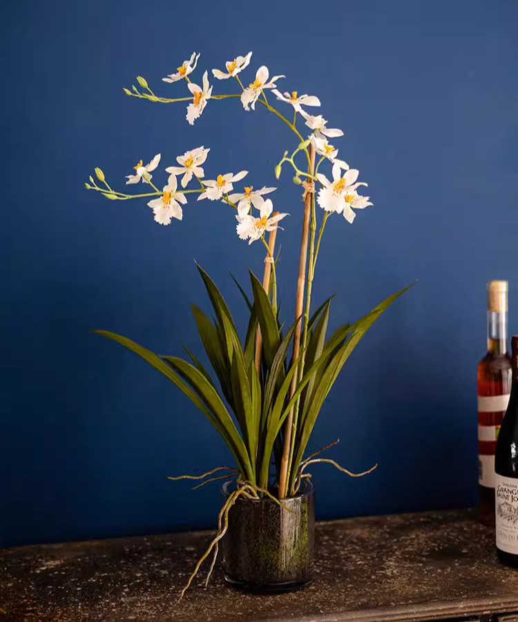 White Hui Lan Orchid in Glass Pot