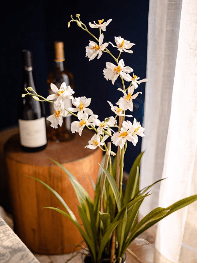 White Hui Lan Orchid in Glass Pot - RusticReach