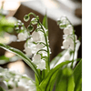 Faux Lily of the Valley in Brown Pot - RusticReach