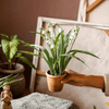 Faux Lily of the Valley in Brown Pot - RusticReach