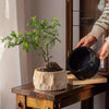 Mesa Cement Pot Planter - RusticReach