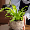 Mesa Cement Pot Planter - RusticReach